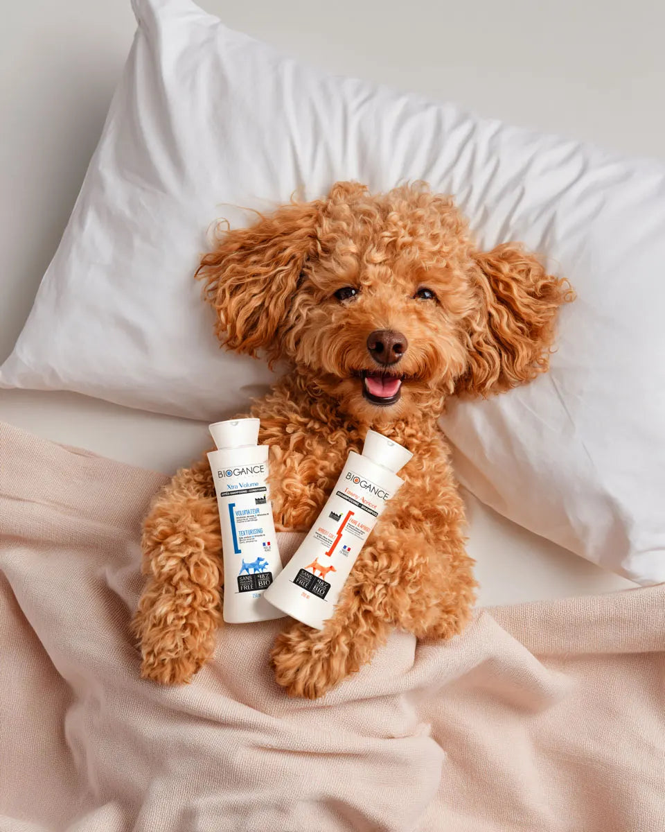 TAWNY APRICOT + EXTRA VOLUME rinkinys