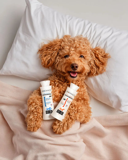 TAWNY APRICOT + EXTRA VOLUME rinkinys